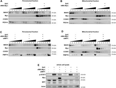 Human Cytomegalovirus vMIA Inhibits MAVS Oligomerization at Peroxisomes in an MFF-Dependent Manner